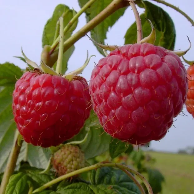 Himbeere Tula Magic (S) – Sommerhimbeere