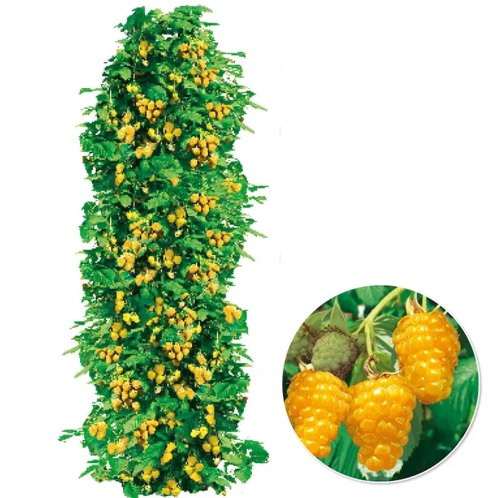 Himbeere TwoTimer® Sugana® ‚Gold-Beere‘ Bestellnummer 4407145