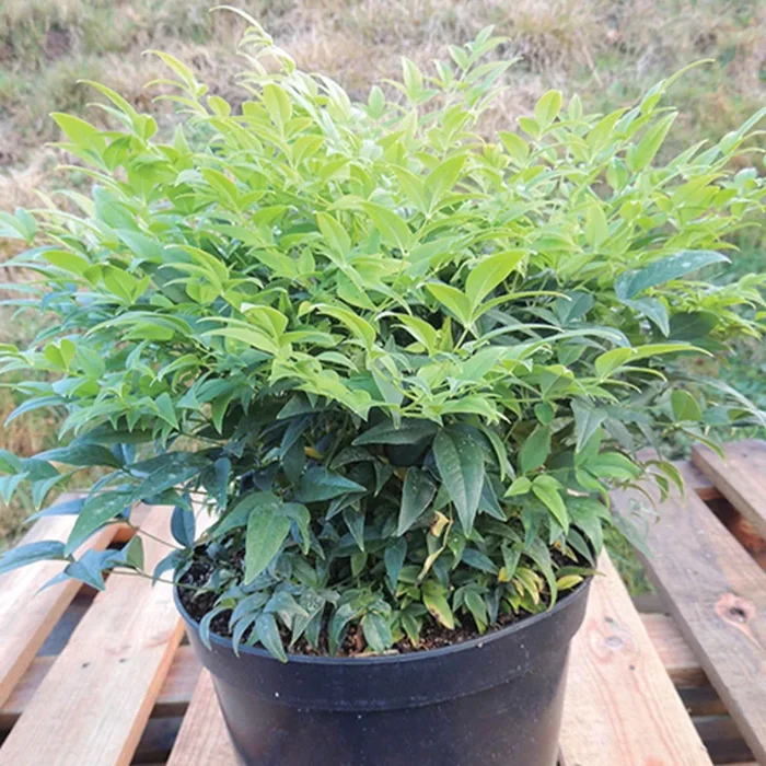 Himmelsbambus ‚Magical Lemon and Lime‘