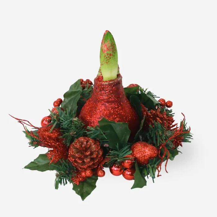 Hippeastrum ‚Christmas Wreath‘ – Red – Amaryllis
