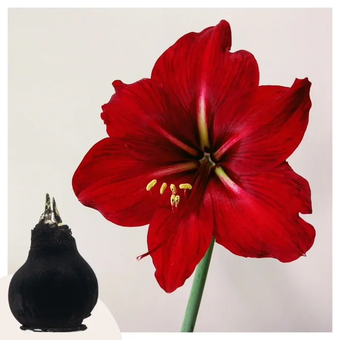 Hippeastrum ‚Velvet Black‘ – Amaryllis
