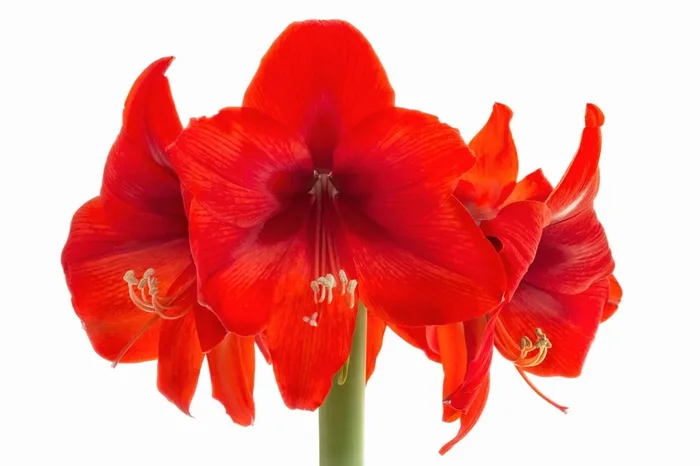 Hippeastrum Jumbo rot (Amaryllis | Ritterstern)