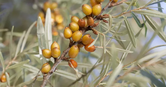 Hippophae rhamnoides${2}