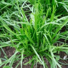 Hirschhornsalat – Salat