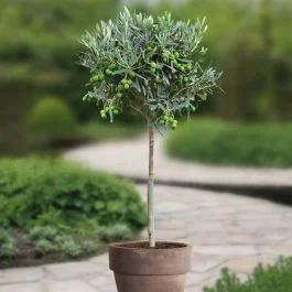 Hochstämmiger Olivenbaum