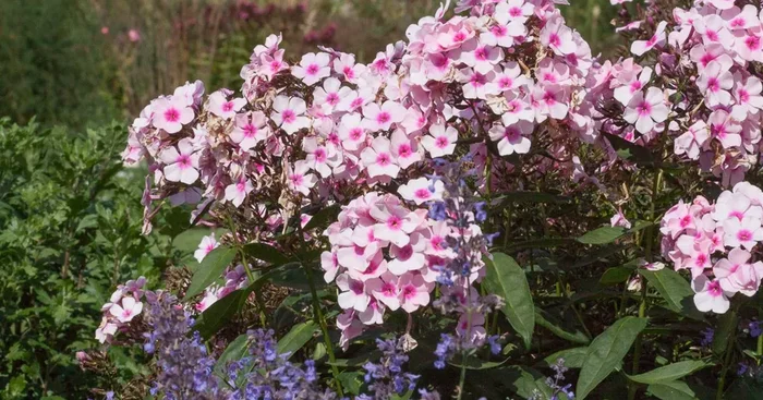 Hohe Flammenblume ‚Bright Eyes‘