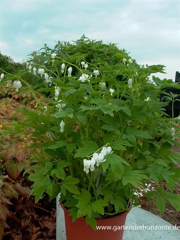 Hohe Garten-Herzblume ‚Alba‘