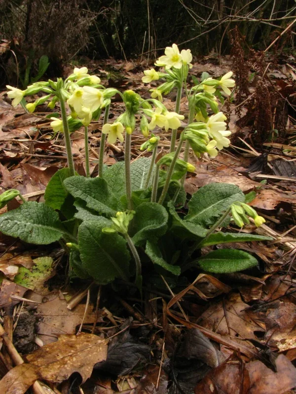 Hohe Schlüsselblume, Wald-Schlüsselblume – Primula elatior