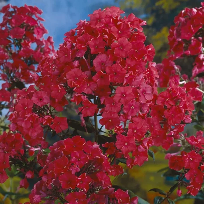 Phlox Starfire