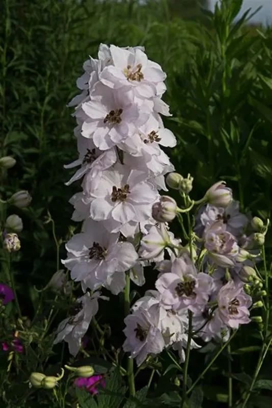 Hoher Garten-Rittersporn ‚Sky Sensation‘