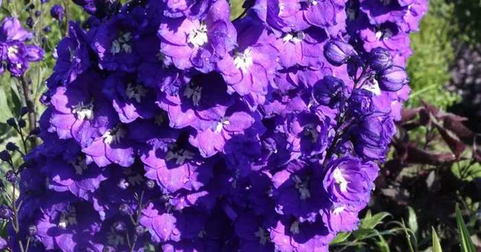 Hoher Rittersporn ‚Delphi‘