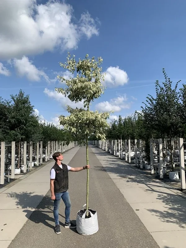 Hoher Weißbunter Etagen-Hartriegel ‚Variegata‘