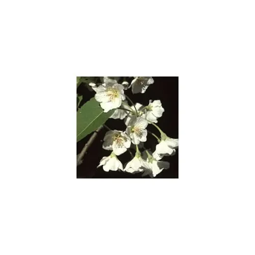 Hoheria Lyallii