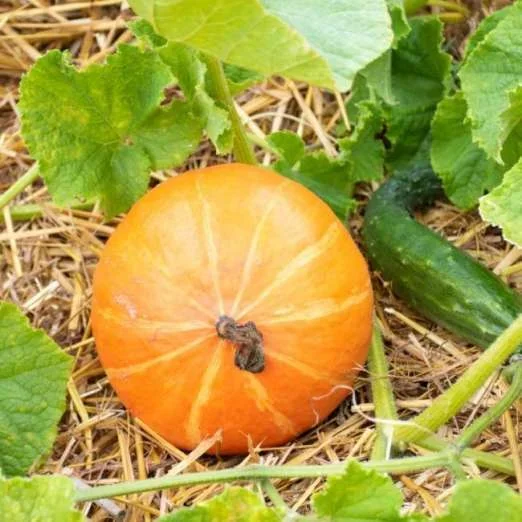 HokkaidokürbisRed Kuri