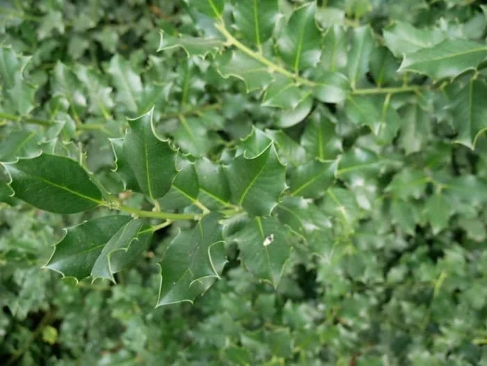 Holly Blue Prince 175/200 cm