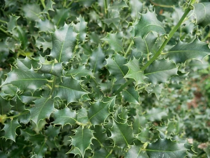 Holly Heckenstar 125/150 cm