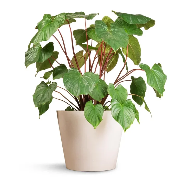 Homalomena rubescens Maggy – Shield Plant
