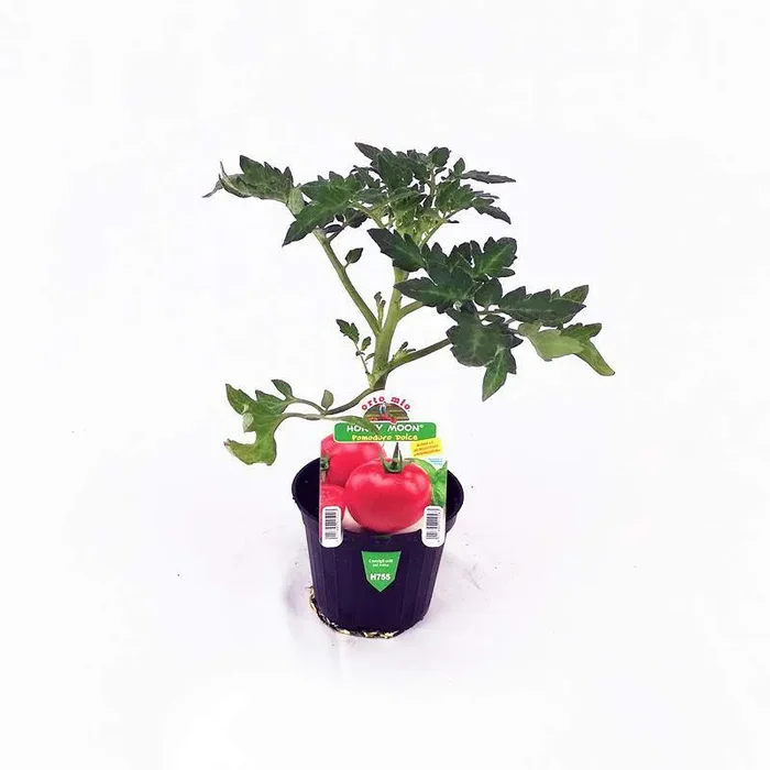Honey Moon süße runde Tomate, 10cm Topf