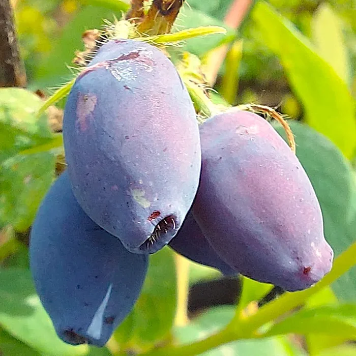 Honeybee – Sibirische Blaubeere
