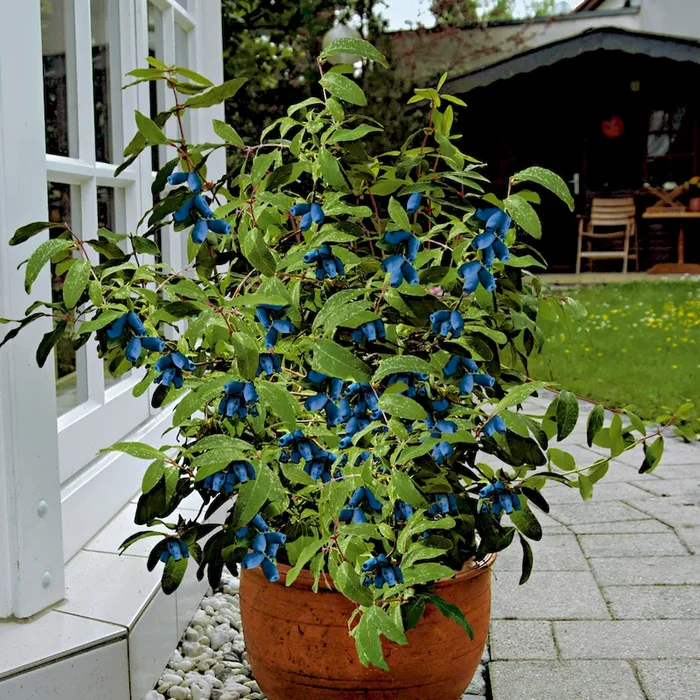 Honigbeere Regina Lonicera caerulea var. kamtschatica – Bestellnummer 4412503