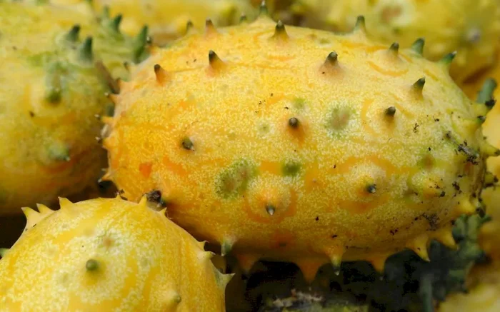 Horngurke, Stachelgurke, Cucumis metuliferus