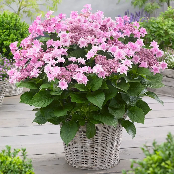 Hortensie ‚Doppio® Rosa‘ Hydrangea macrophylla – Bestellnummer 3319199