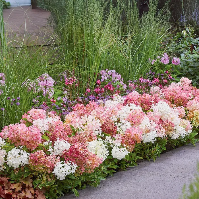 Hortensie Groundbreaker Hydrangea paniculata – Bestellnummer 3315898