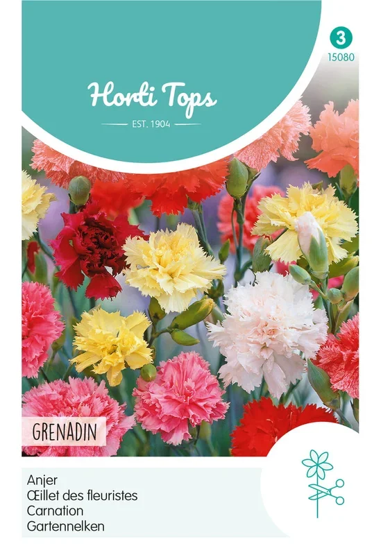 Horti Tops Nelke Grenadin Gefüllte Mischung