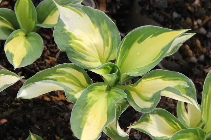 Hosta ‚Color Festival‘ ® (Funkie | Herzblattlilie)