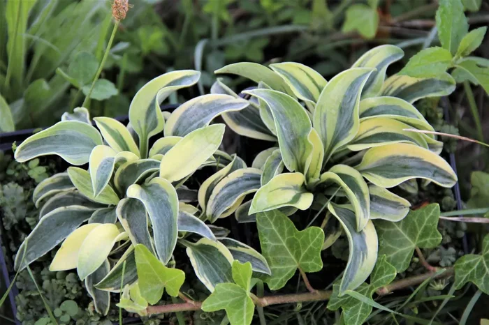 Hosta ‚Funny Mouse‘ (Funkie)