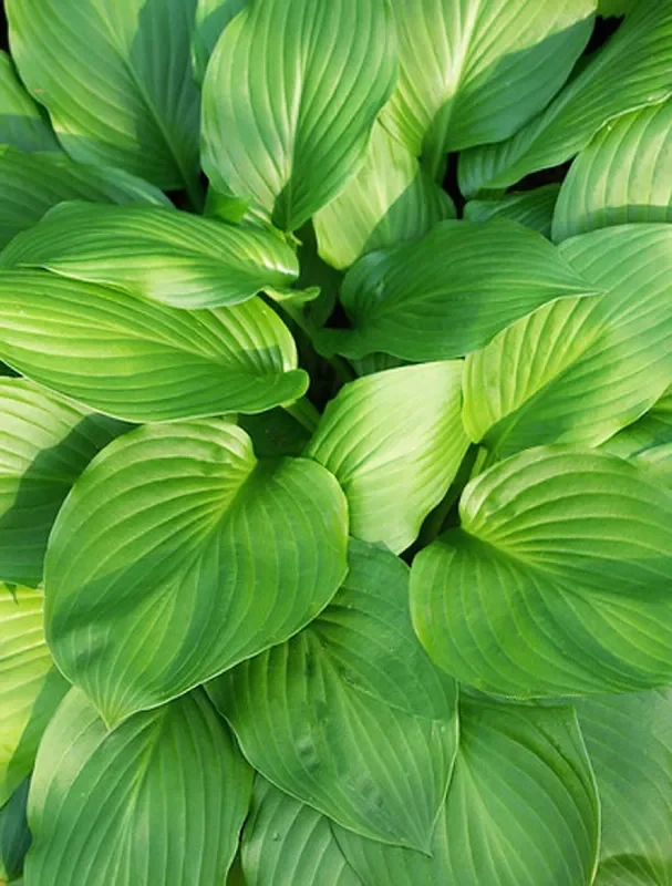 Hosta ‚Honeybells‘ (Funkie | Herzblattlilie)