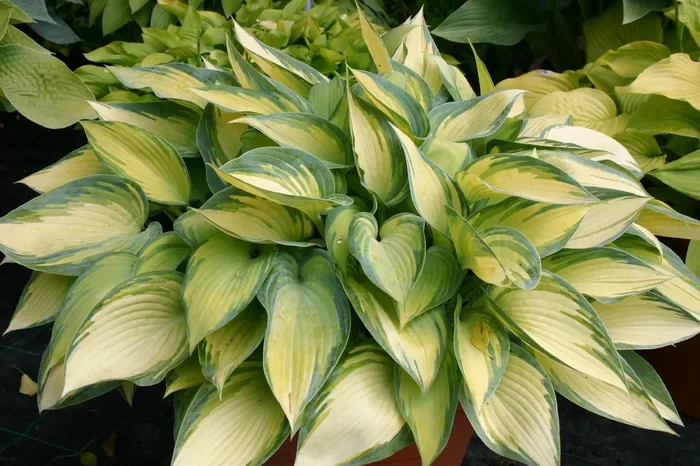 Hosta ‚June‘ (Funkie | Herzblattlilie)