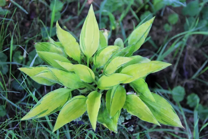 Hosta ‚June Fever‘ ® (Funkie)