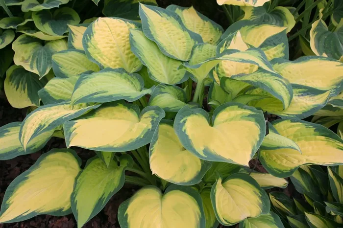 Hosta ‚Lady Guinevere‘ ® (Funkie | Herzblattlilie)