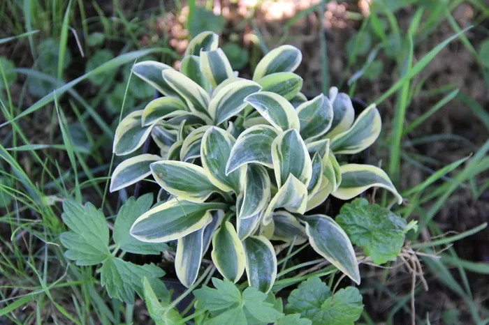 Hosta ‚Lucky Mouse‘ (Funkie | Herzblattlilie)