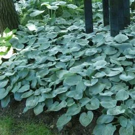 Hosta Buckshaw Blau