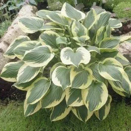 Hosta Twilight 13 cm