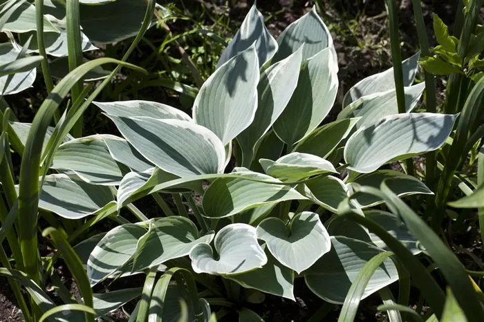 Hosta x tardiana ‚El Nino‘ -R-