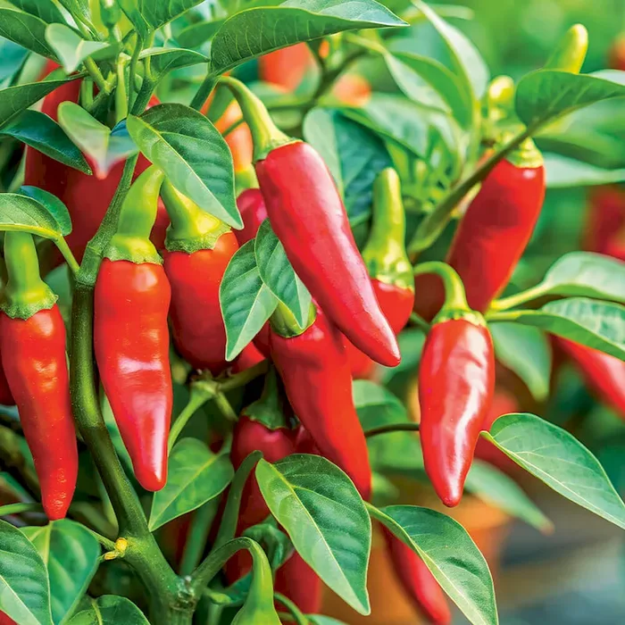 Hot Chili Red Bestellnummer 6650242