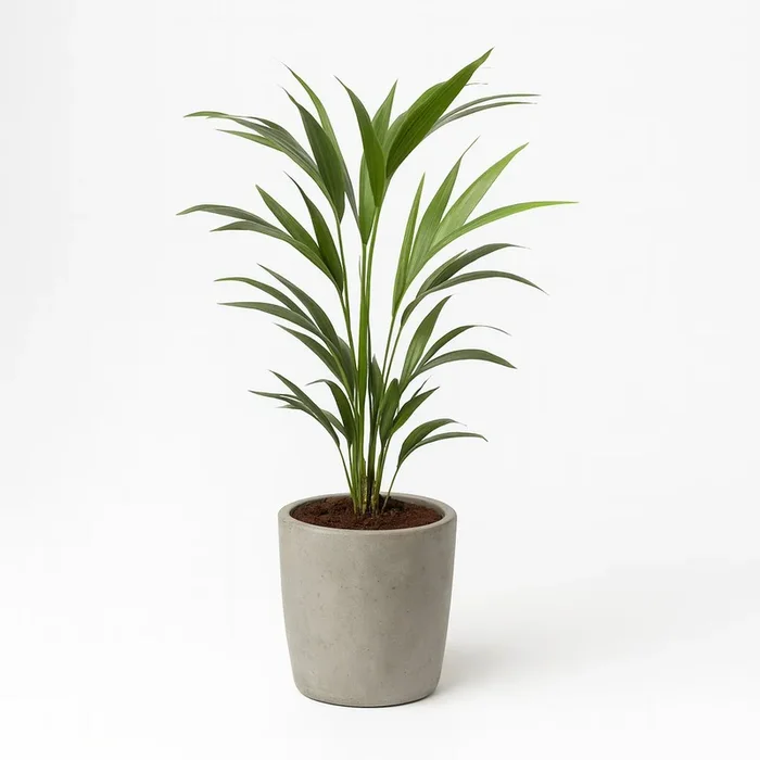 Howea Forsteriana – 100cm