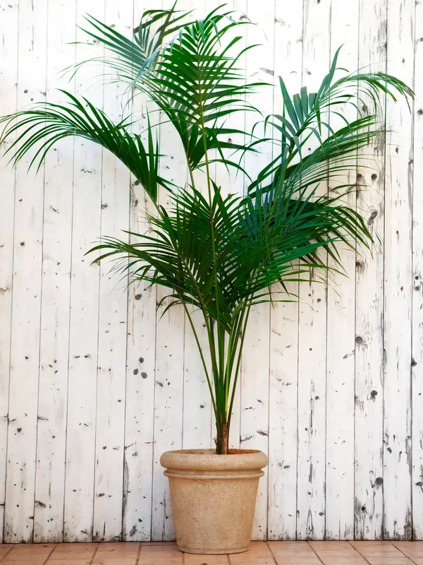 Howea forsteriana – Kentiapalme