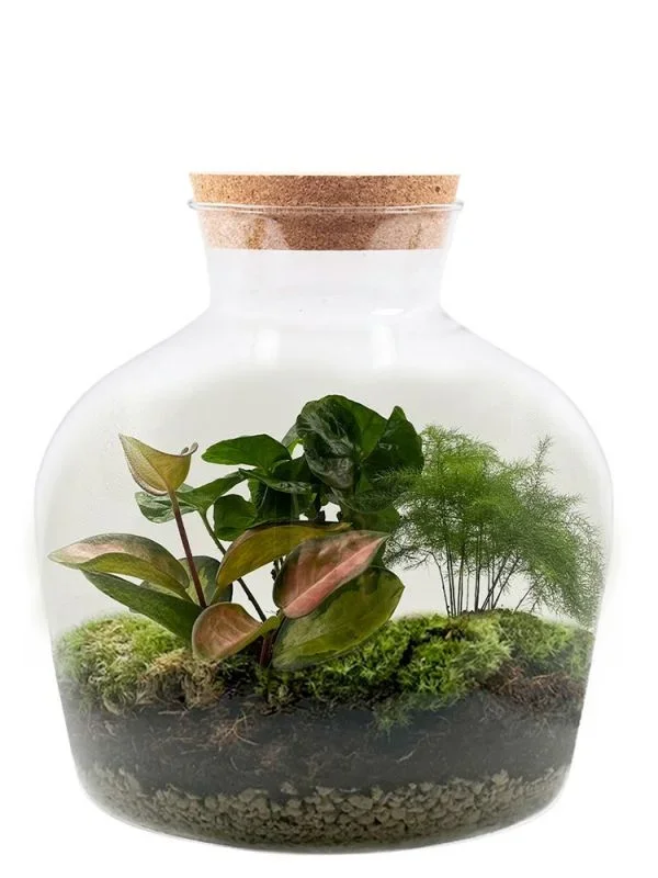 Hoya Bulky Flaschengarten – DIY Komplettset