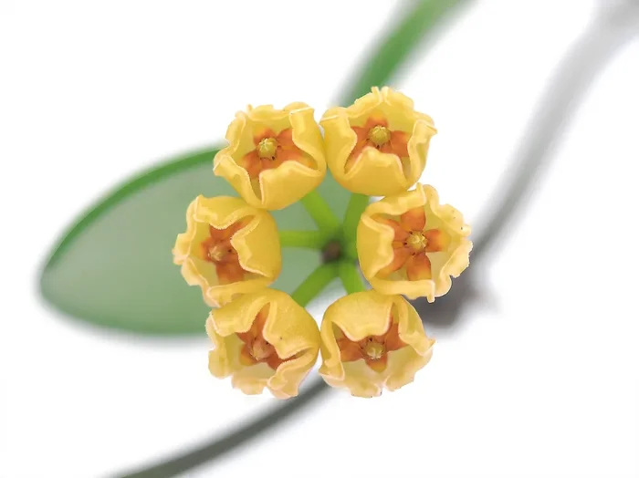 Hoya heuschkeliana yellow flowers