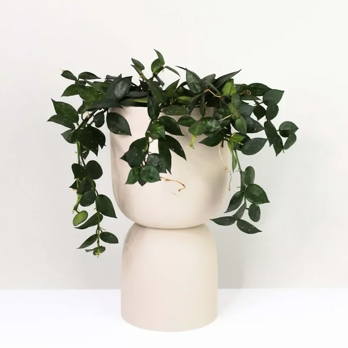 Hoya Krohniana