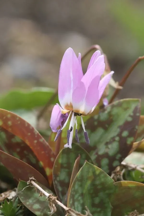 Hundszahn, Erythronium dens-canis (Mischung)