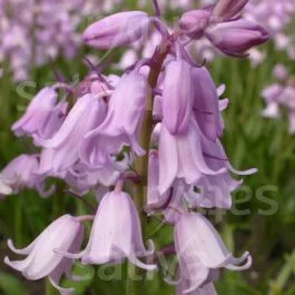 Hyacinthoides hispanica Pink – Waldhyazinthe