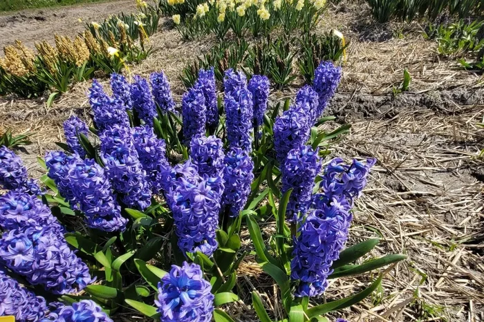 Hyacinthus ‚Delft Blue‘ (Hyazinthe)