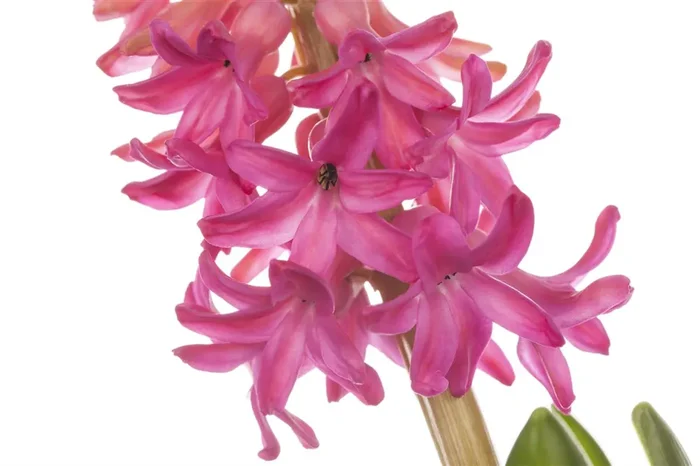 Hyazinthe ‚Jan Bos‘