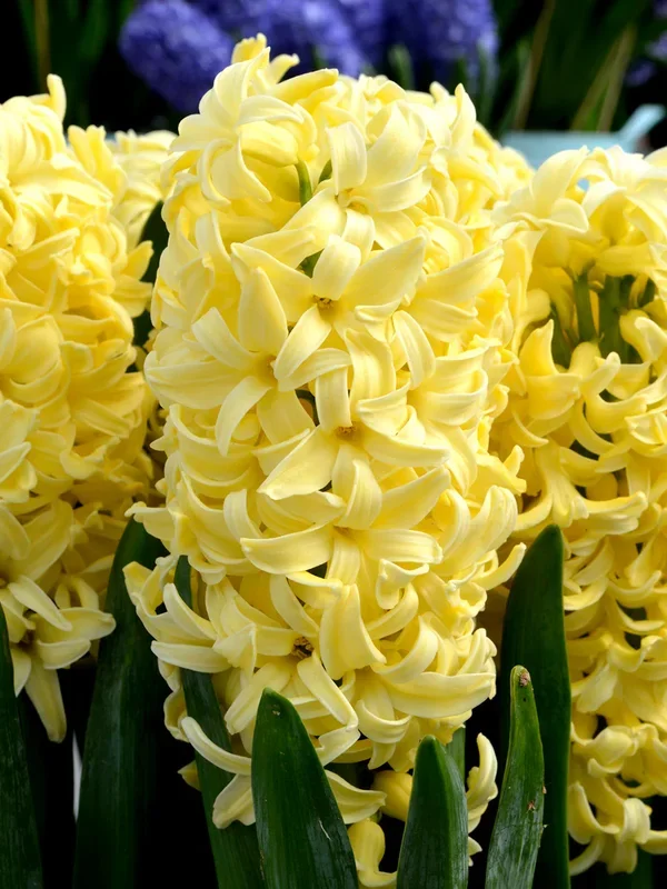 Hyazinthe Yellow Queen