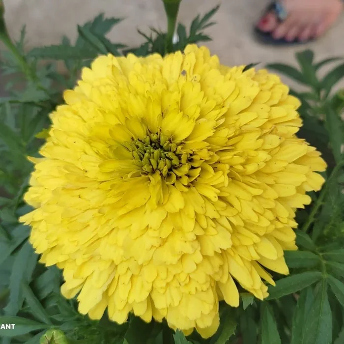 Hybrid Inca Varitey Marigold Flower Plant – Yellow